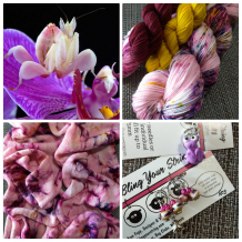 July 2024 - Orchid Mantis